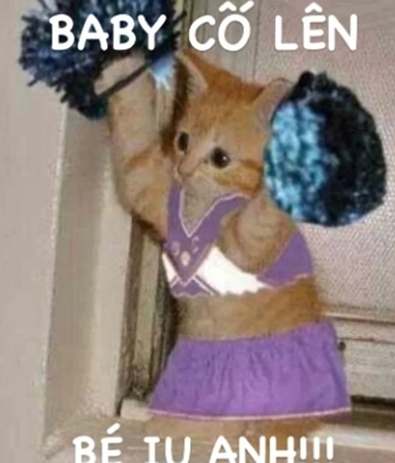 Hình ảnh cố lên meme con mèo