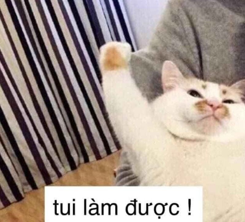 Hình ảnh cố lên meme con mèo