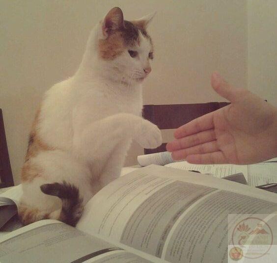 Meme bắt tay giữa người và mèo, thể hiện sự kết nối đáng yêu giữa hai thế giới