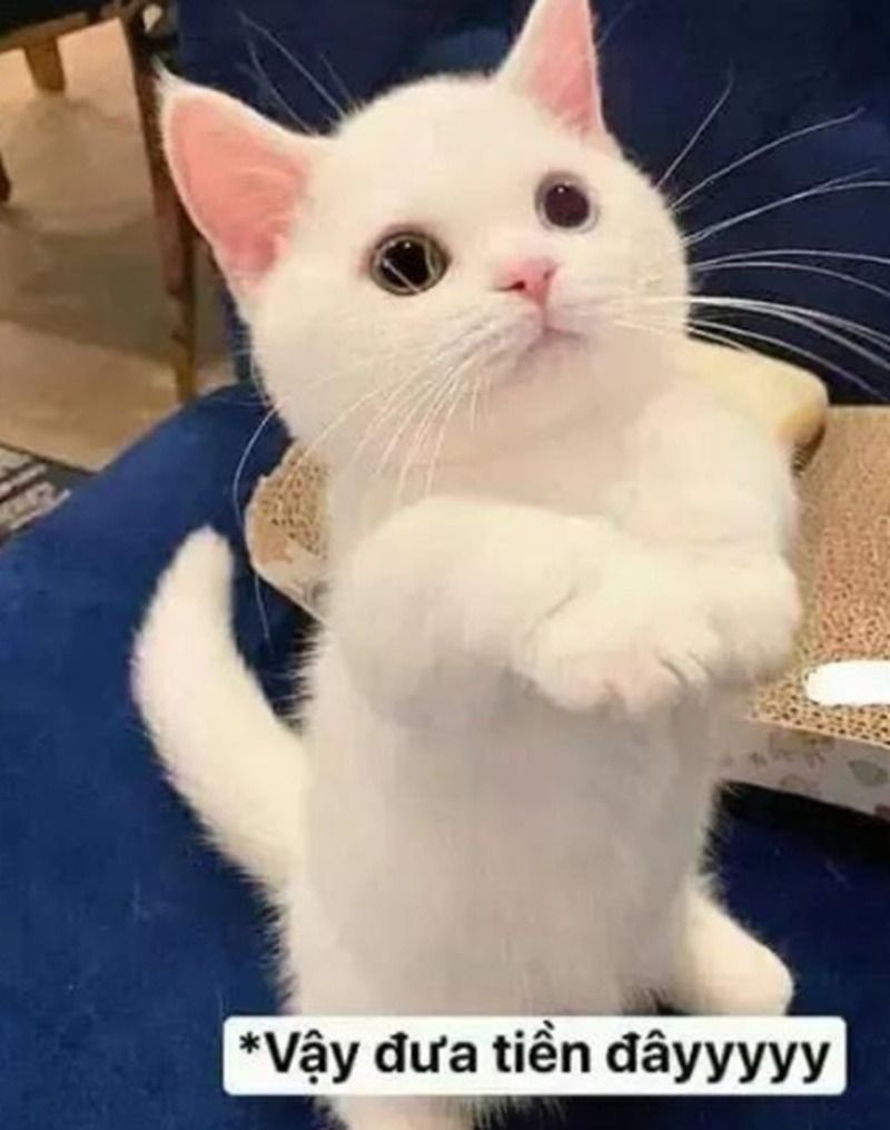 Meme xin tiền