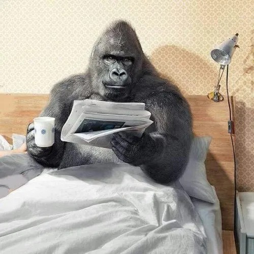 Meme khỉ bất ngờ, caption “cái quái gì vậy trời”