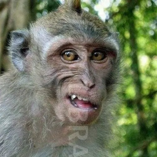 Ảnh troll khỉ anh 2025, trend hài tương lai mạng