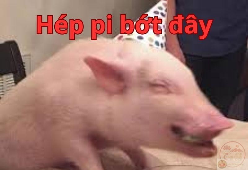 Ảnh động vật meme hép pi bớt đây siêu đáng yêu làm tan chảy trái tim
