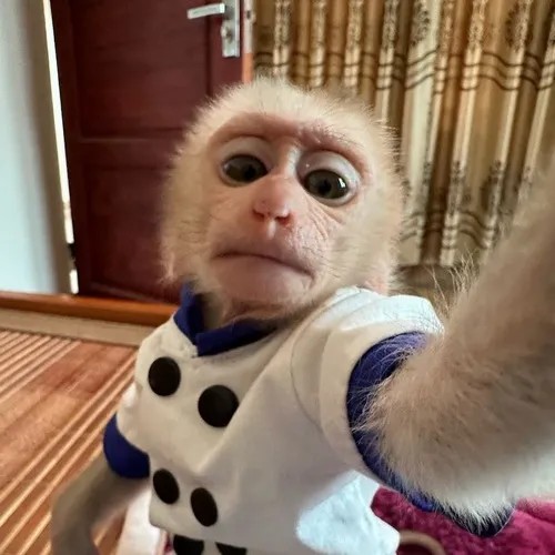 Meme khỉ thắc mắc, mặt ngơ ngác đáng yêu