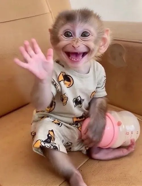 Meme khỉ ngậm ngón tay, nhìn mà thương không chịu nổi