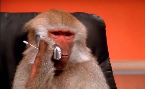 Meme con khỉ: biểu cảm chân thật khiến dân mạng “ngã ghế”