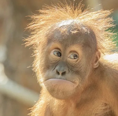 Meme khỉ chỉ tay, vibe kiểu “kìa nó kìa”