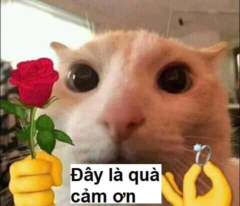 Chú mèo nhỏ nhắn cầm bó hoa nhỏ