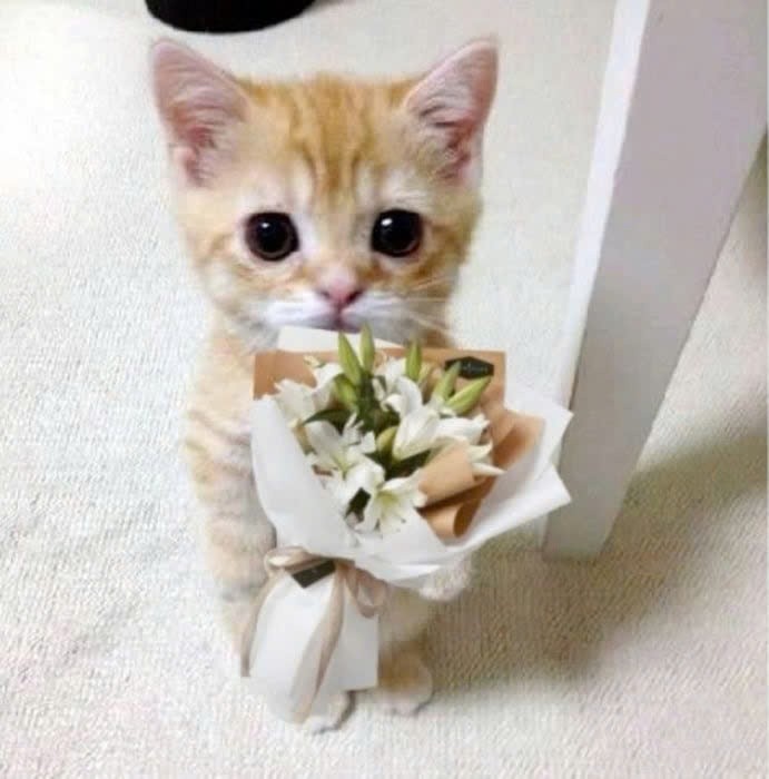 Mèo tặng hoa như một lời chúc ý nghĩa