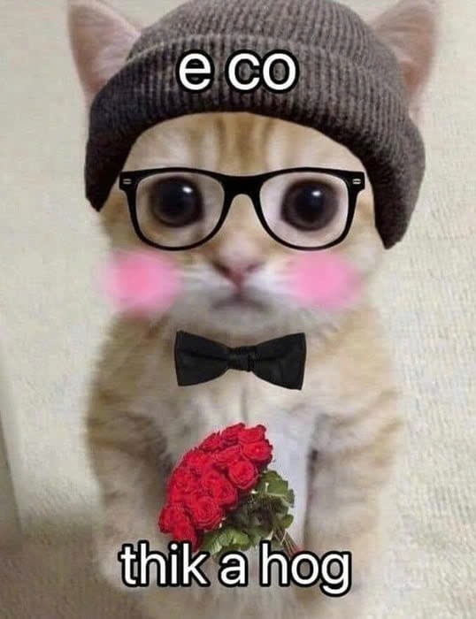Một góc nhìn khác về meme mèo tặng hoa