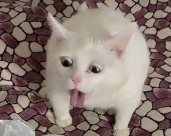 Meme động vật