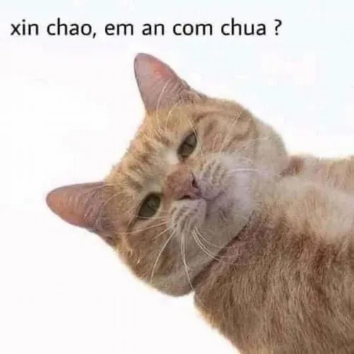 Ảnh vui mèo bựa giơ tay như xin tha lỗi, nhìn thương mà buồn cười.