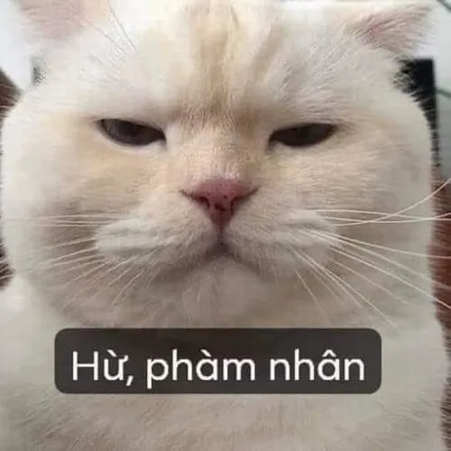 Hình chế vui mèo cau có vì bị chụp ảnh xấu.