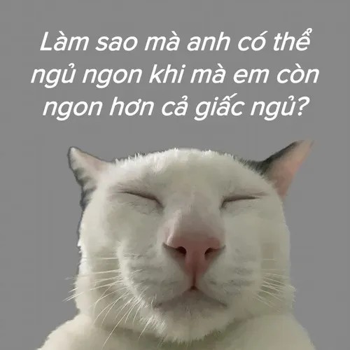 Meme mèo lầy đang “đấu mắt” với camera cực gắt.