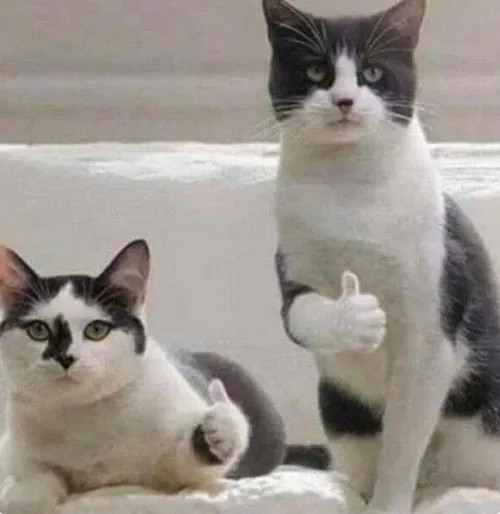 Ảnh chế mèo bựa giả vờ tỉnh táo giữa đêm khuya.