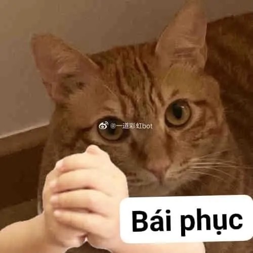 Meme chế mèo mướp tạo dáng cool ngầu như gangster.