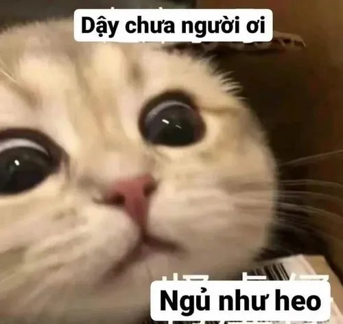 Khoảnh khắc mèo bựa bị bắt quả tang đang phá cây cảnh.