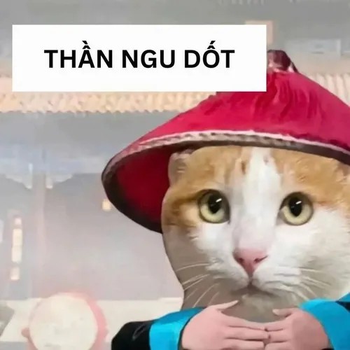 Hình troll boss mèo lém lỉnh nhìn bạn kiểu “tôi biết mà”.