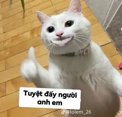 Ảnh chế boss mèo bựa đội khăn tắm như diva.