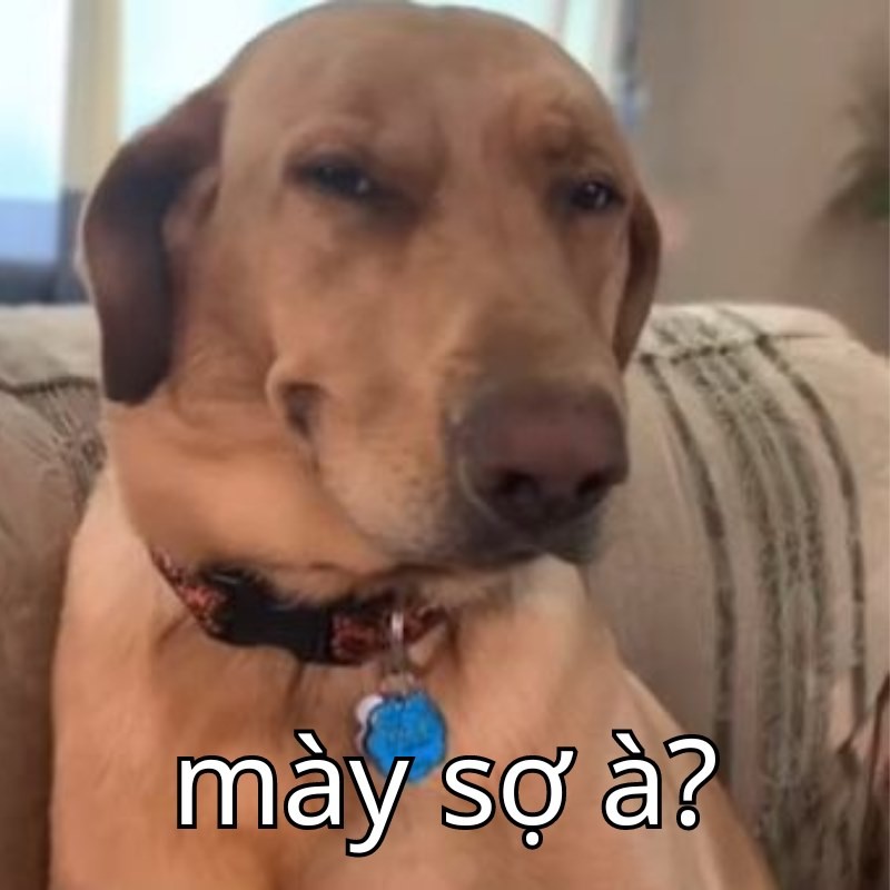 Meme con chó mày sợ à