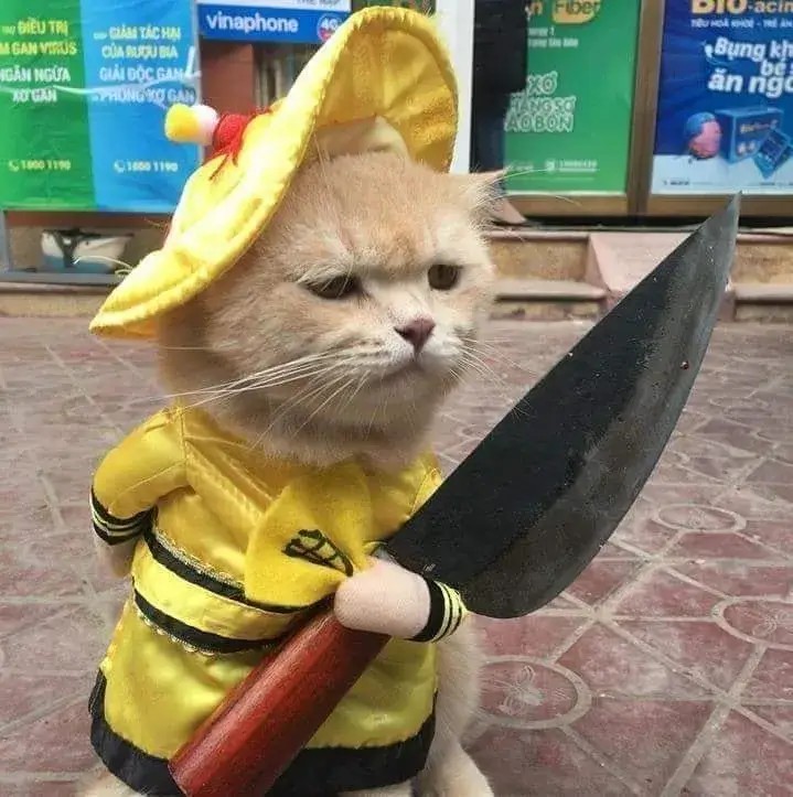 Hình meme mèo cầm dao bầu với ánh mắt buồn.