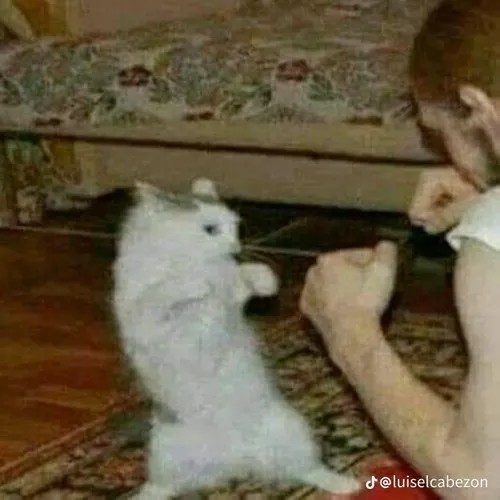 Khoảnh khắc đấm vỡ mồm mang vibe bực mà ai cũng cười