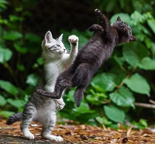 Meme đấm cực mạnh dành cho những pha “chọc tức” kinh điển của bạn bè