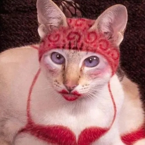 Meme hài mèo bựa trợn mắt như vừa phát hiện âm mưu.