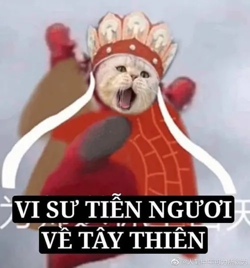 Ảnh chế boss mèo nhìn trộm cực kỳ tinh nghịch và lém lỉnh.