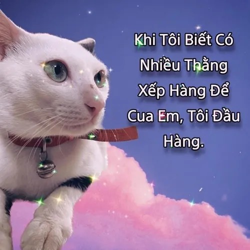 Meme mèo lầy troll người bằng ánh nhìn lạnh lùng.