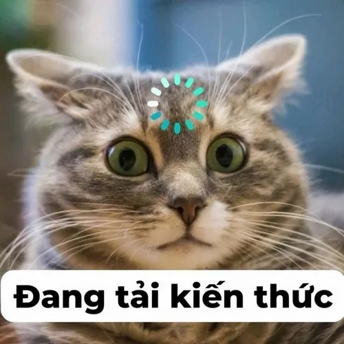 Khoảnh khắc mèo bựa trốn trong chăn nhìn trộm cực bá đạo.