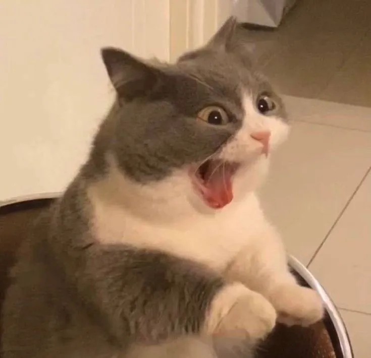 Meme mèo hốt hoảng há mồm cực hài