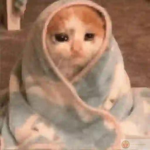 Meme con vật mệt mỏi hài hước khi mèo ú nằm sõng soài như kiệt sức hoàn toàn