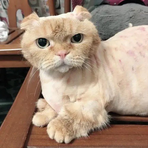 Khi sự đáng yêu đi kèm độ “bựa”, internet lại được phen dậy sóng với meme mèo