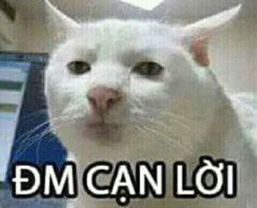 Ảnh chế mèo lầy troll người cực kỳ hài hước.