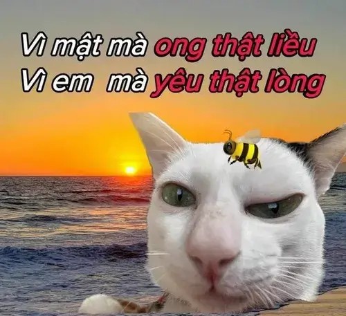 Khoảnh khắc mèo bựa liếc mắt tinh nghịch cực bá đạo.