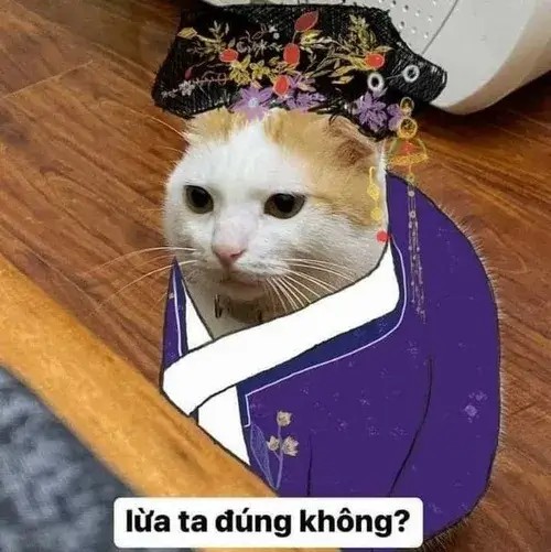 Hình chế mèo mướp tạo dáng như người mẫu lầy.