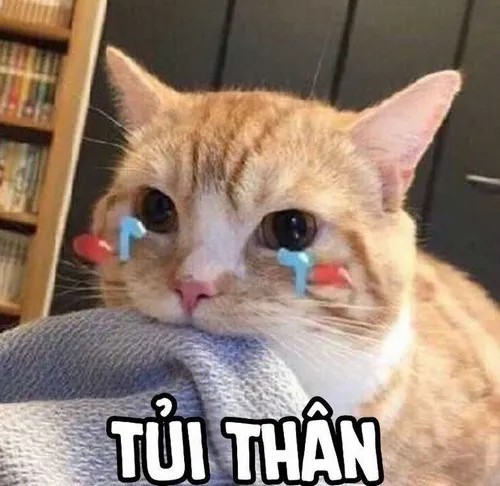 Hình troll mèo cau có nhìn đời bằng ánh mắt “cà khịa”.
