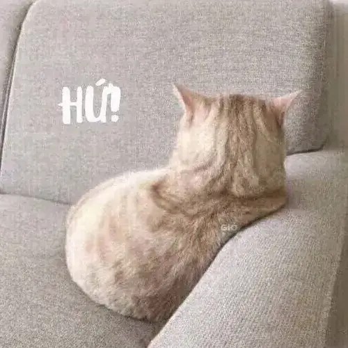 Meme hài mèo đơ mặt khi bị chủ mắng oan.