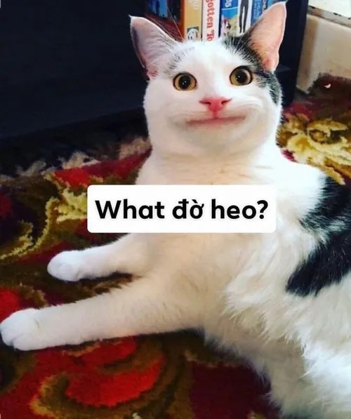 Meme hài mèo bựa bị kẹt trong hộp nhưng vẫn tỉnh.
