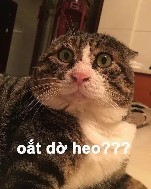 Mèo bựa lên ngôi: vì sao dân mạng lại nghiện biểu cảm lầy lội này đến thế