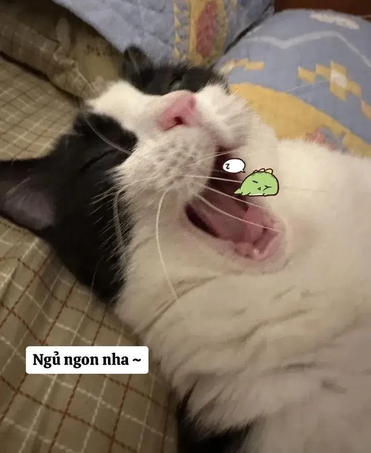 Hình mèo đáng yêu chúc good night