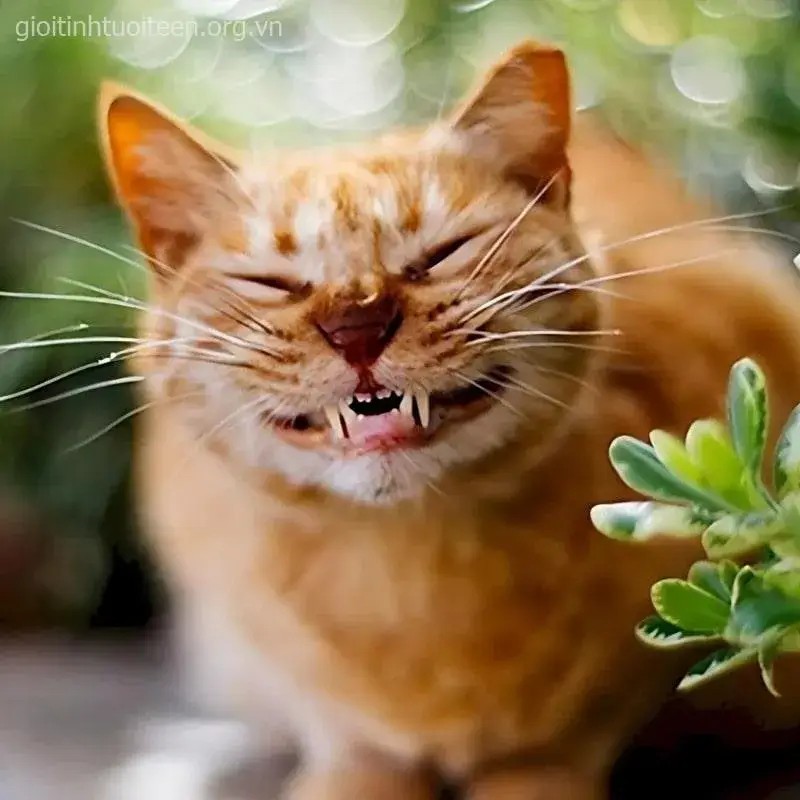 Ảnh mèo cười phô răng, dáng ngồi ngộ nghĩnh khó đỡ.