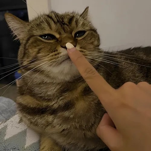 Suỵt thôi, cười sau: meme im lặng đang viral
