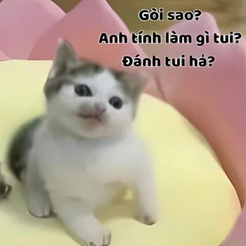 Mèo cười nhếch mép với biểu cảm "giả trân" khó đỡ