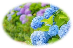 Cận cảnh bông hoa cẩm tú cầu với nhiều màu sắc khác nhau