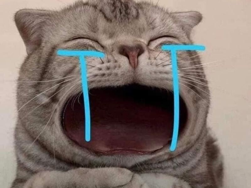 TOP 100+ Meme Mèo Khóc Hài Hước Cho Dân Văn Phòng