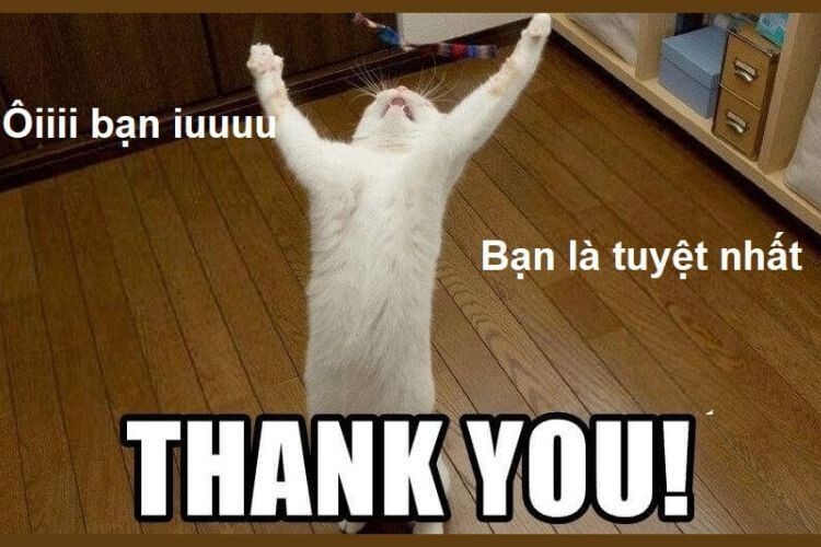 Bộ Sưu Tập 100+ Cảm Ơn Meme Sử Dụng Phổ Biến Nhất 2026