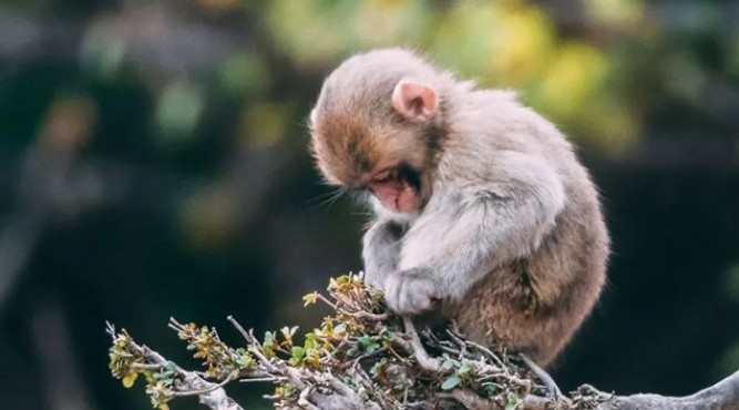Hình ảnh minh họa người tuổi Giáp Thân