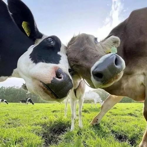 Từ hình tượng ngốc nghếch đến biểu tượng meme lan tỏa khắp mạng